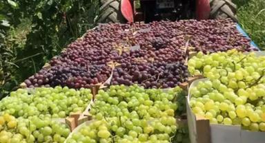 Sakarya'da hasadı yapılan üzüm çevre illere gönderiliyor