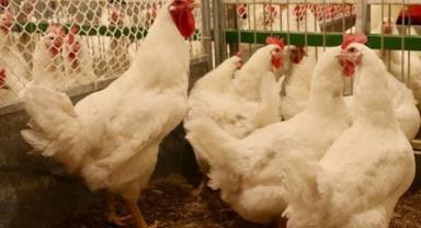 Tavuk eti üretimi ağustosta aylık bazda yüzde 4,2 artarken yıllık bazda yüzde 5,9 azaldı