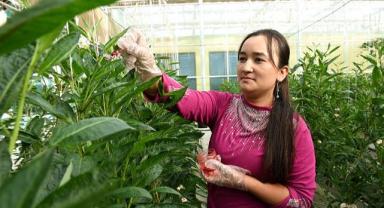 Xinjiang Uygur Özerk Bölgesi’nde kişi başına gelir, 17 bin yuanı geçti 