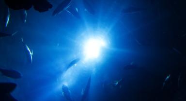 Asya hisse senedi piyasalarında satış ağırlıklı karışık seyir devam etmekte