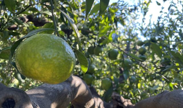 Bodrum mandalinasında bu yıl rekolte düştü