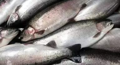 Doğu Karadeniz'den 10 ayda 133,2 milyon dolarlık Türk somonu ihraç edildi