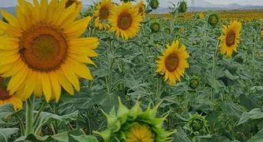 Edirne Ticaret Borsası