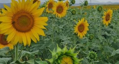 Edirne Ticaret Borsası