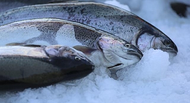 Fırat Nehri balık üretimiyle de adından söz ettiriyor