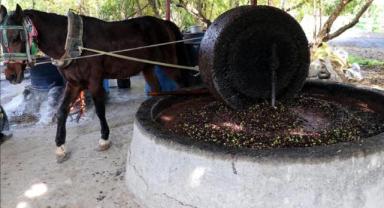Hatay'da atın çektiği taş değirmen, zeytinyağında lezzeti ve kaliteyi artırıyor