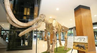 Kayseri'de 7,5 milyon yıllık fosillerin yer aldığı sergi açıldı