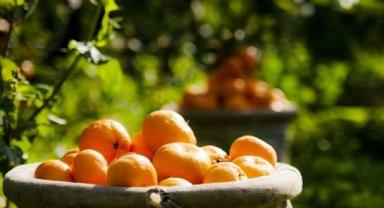 Mandalina rekoltesiyle üretici ve ihracatçıyı sevindirdi