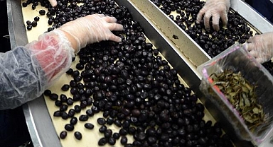 Marmarabirlik yarın ortaklarına 522 milyon lira ödeme yapacak