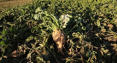 Muş ve Bitlis'te 800 bin ton pancarın şekere dönüşen yolculuğu sürüyor