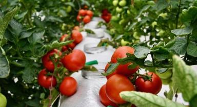 Organik ve iyi tarım uygulamalarına sağlanan destek 2,1 milyar lirayı buldu