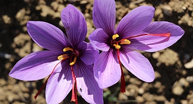 Safranda 35 kilogram üretim hedefi gerçekleşti