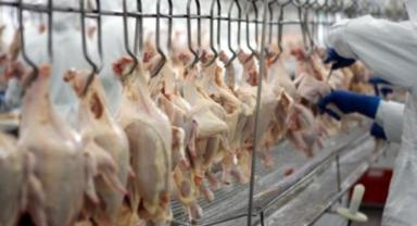 Tavuk eti üretimi eylülde aylık bazda yüzde 5,7, yıllık bazda yüzde 8,9 azaldı