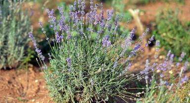 Türkiye'nin tıbbi ve aromatik bitki ihracatı 23 yılda 5 kat arttı