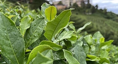 Yaş çaya kilogram başına 30 kuruş fark ödemesi yapılacak