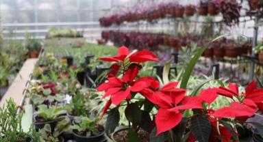 AB menşeli bazı bitkilerin ithalatında tarife kontenjanı düzenlendi