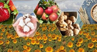 Bitkisel üretim bu yıl tahıllar ve diğer bitkisel ürünlerde yüzde 10,3 arttı