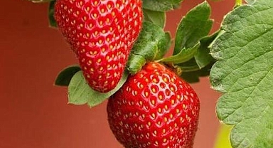 Çilek, ihracat hedeflerini yeni isimlerle güçlendiriyor