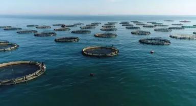 Doğu Karadeniz'in su ürünleri ihracat geliri 11 ayda yüzde 27 arttı