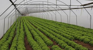 Edirne'de devlet desteğiyle aktif sera sayısı arttı