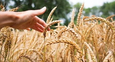 Geliştirilen yeni tohumlar hububatta verimliliği artırdı