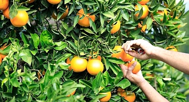 Hasadına başlanan Finike portakalının yüzde 20'si Almanya'ya ihraç ediliyor