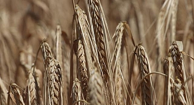 Hububat üretimindeki artışın gelecek yıl da sürdürülmesi hedefleniyor