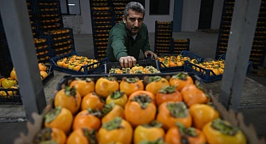 Kurutularak değeri katlanan cennet hurması üreticiye ek gelir oldu