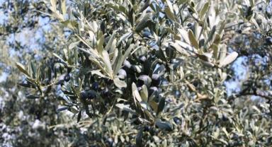 Marmarabirlik yarın ortaklarına 231 milyon lira ödeyecek