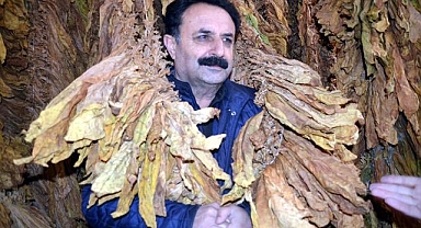Muş'ta yetiştirilen tütünün satış hazırlıkları başladı