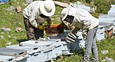 Siirt'te arıcılara yüzde 75 hibe ile kovan desteği sağlandı
