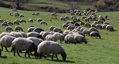 Tarım ve Orman Bakanlığı 8 yılda 400 milyon liralık çoban desteği verdi