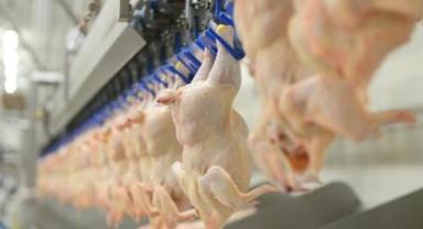 Tavuk eti üretimi ekimde aylık bazda yüzde 6,6, yıllık bazda yüzde 1,4 arttı