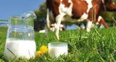 Toplanan inek sütü miktarı ekimde yıllık bazda yüzde 8,2 arttı