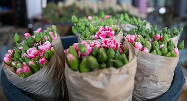 Türkiye'den 73 ülkeye 140 milyon dolarlık çiçek ihracatı