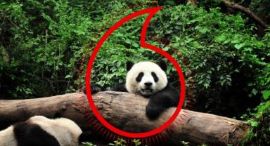 VODAFONE VE WWF’TEN  “GEZEGEN İÇİN BİR MİLYON TELEFON” KAMPANYASI