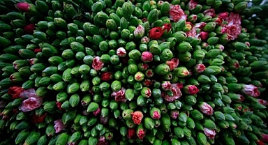 Yılbaşında dünyayı Türk çiçekleri süsleyecek