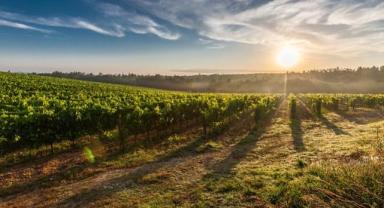 2-5 Ocak 2024 haftası tarım ürünleri piyasası