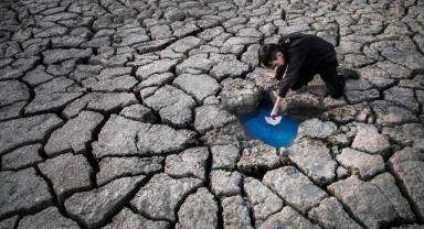 Ani iklim değişiklikleri arıların bağışıklık sistemini bozuyor