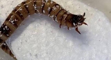 Bilim insanları 518 milyon yıllık etçil solucan fosili buldu