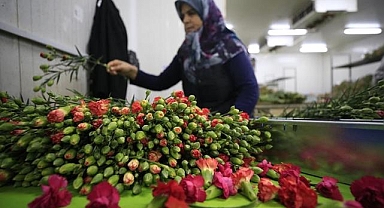 Çiçek sektörünün 2024 hedefi 180 milyon dolar ihracat