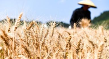 Çin, 2023’te 400 milyon tondan fazla tahıl satın aldı