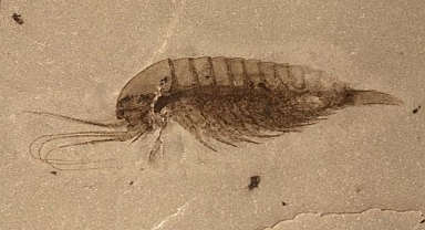 Çin'de 1,63 milyar yıl öncesine ait, çok hücreli ökaryot fosilleri keşfedildi