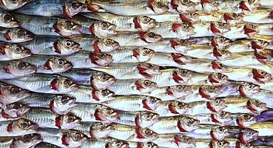 Doğu Karadeniz'in su ürünleri ihracatı 2023'te yüzde 25 arttı