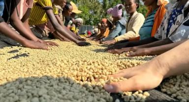 Etiyopya bu yıl 2 milyar kahve fidanı dikecek