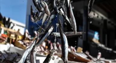 Hamsi ihracatı 2023'te yüzde 23 arttı