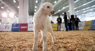 Hayvancılık sektörü yatırımları için bu yıl 1,9 milyar lira ödenek ayrıldı