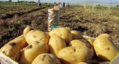 İşlenen patatesi ihraç edip kabuklarından elektrik üretiyorlar