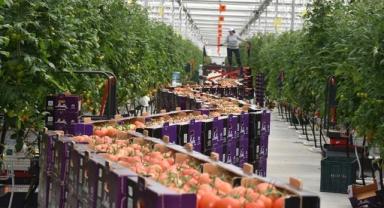 Jeotermal seranın domatesleri Hollanda'ya gönderiliyor