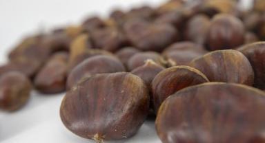 Kestane ithalatı gözetim uygulaması kapsamına alındı